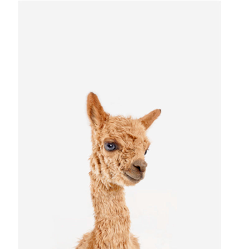 Animal Print Shop Baby Alpaca Portrait Print
