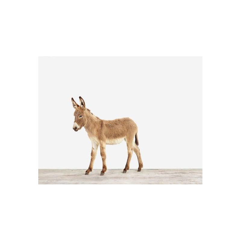 Animal Print Shop Baby Donkey Print