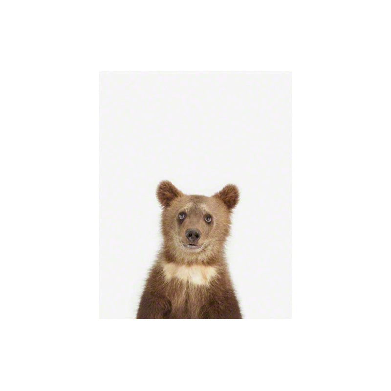 Animal Print Shop Baby Bear Portrait Print
