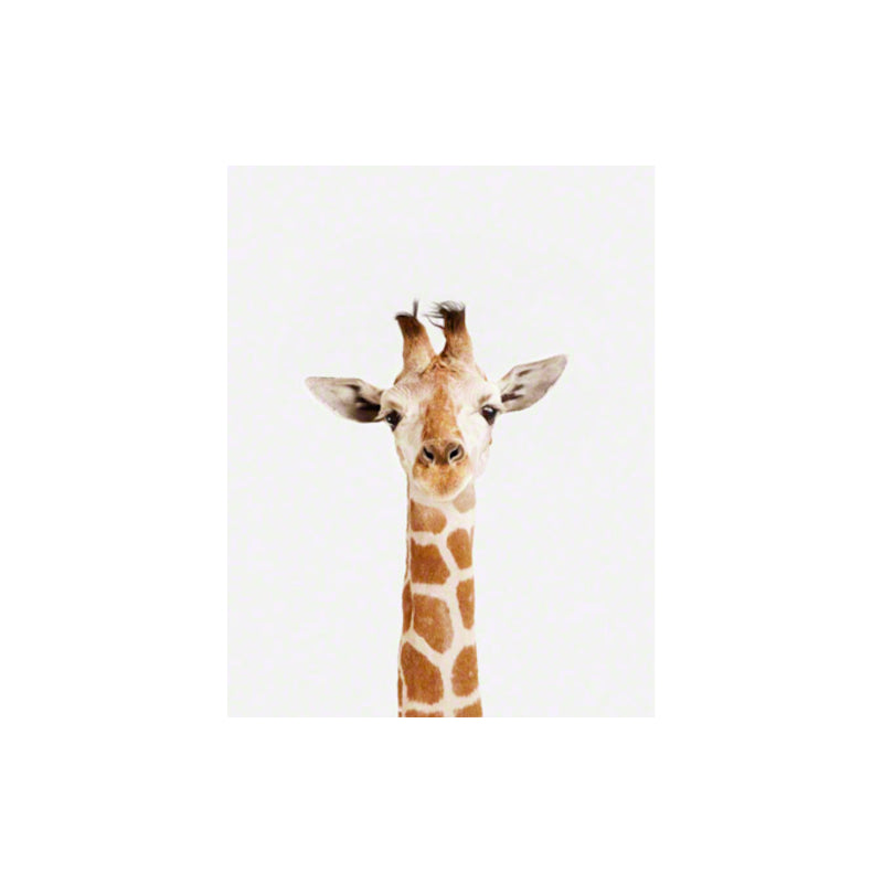 Animal Print Shop Baby Giraffe Portrait Print