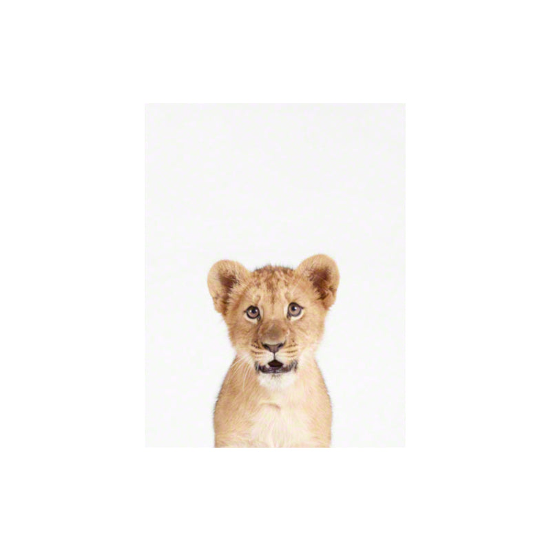 Animal Print Shop Baby Lion Portrait Print