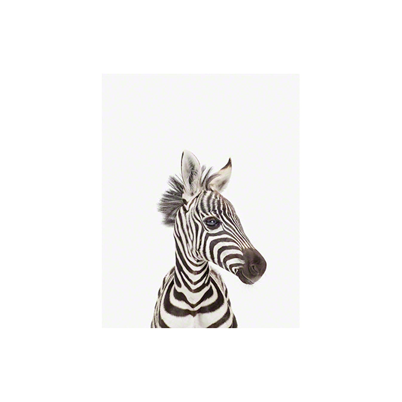 Animal Print Shop Baby Zebra Portrait Print
